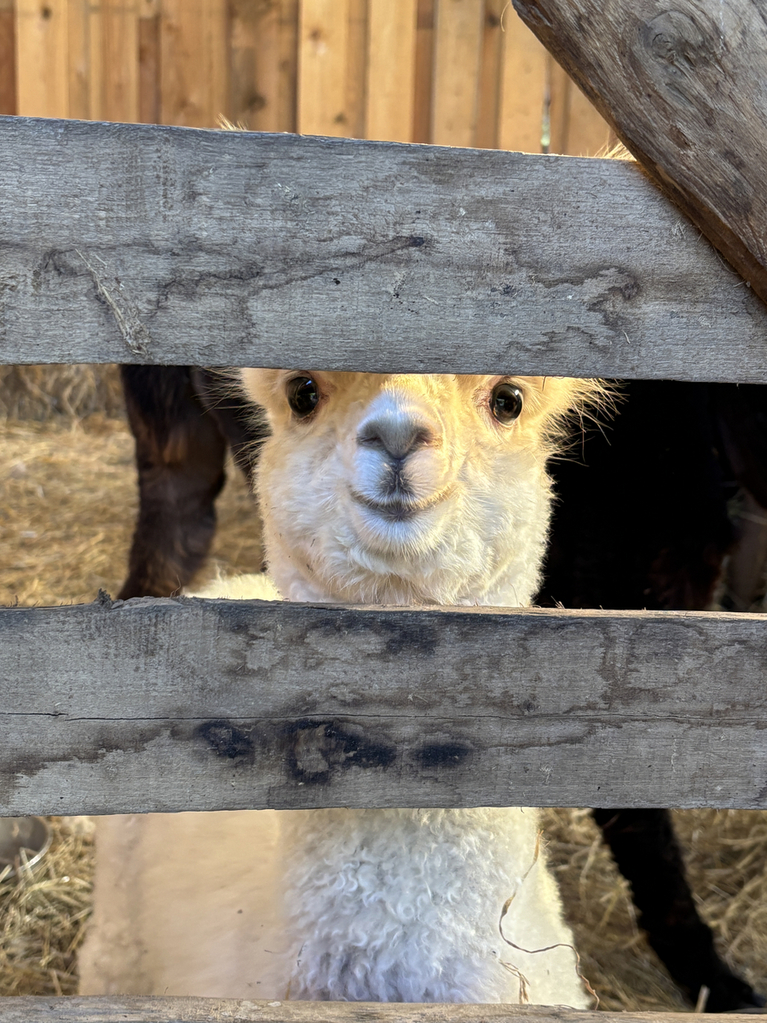 Alpaka schaut durch die Zaunlatten hindurch